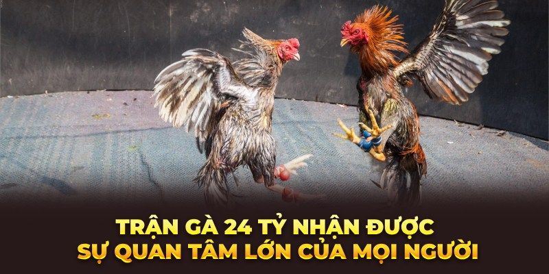 Giới thiệu thông tin thú vị về trận gà 24 tỷ