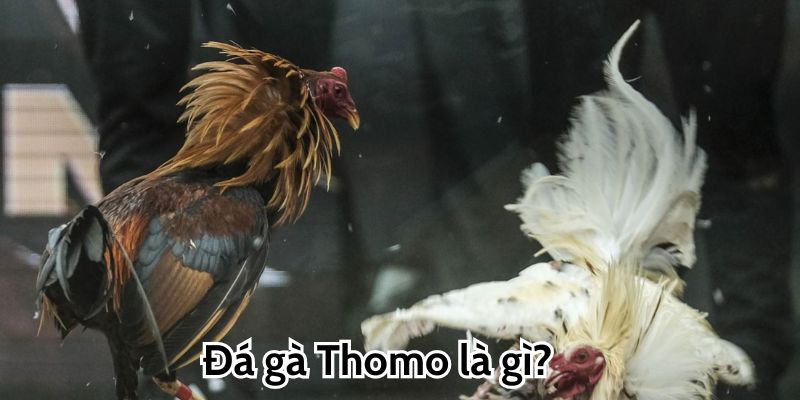 Đá gà Thomo là gì?