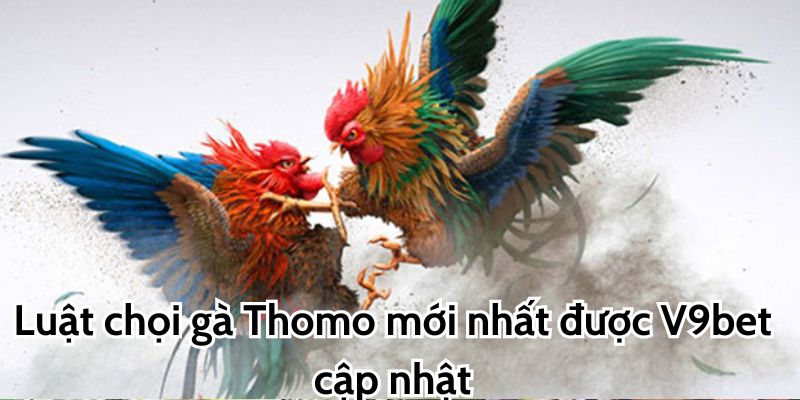 Luật chơi đá gà Thomo mới nhất được V9bet cập nhật