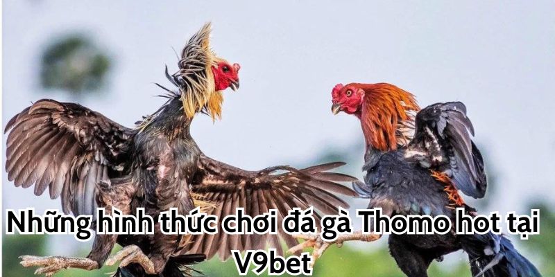 Những hình thức chơi đá gà Thomo hot tại V9bet